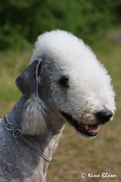 Airis Blue Volshebny Svet 2009-06-08 (15).JPG